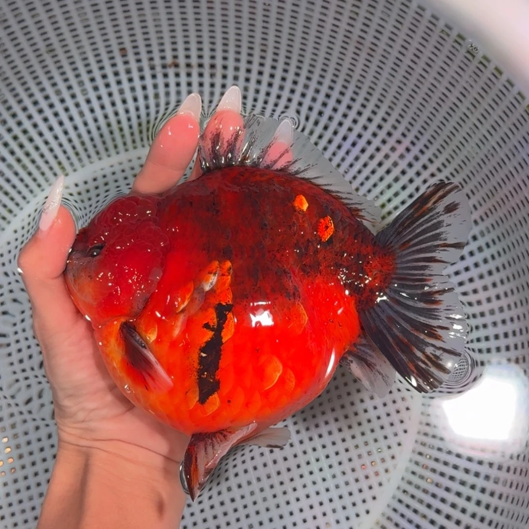 金鱼类不分公母15