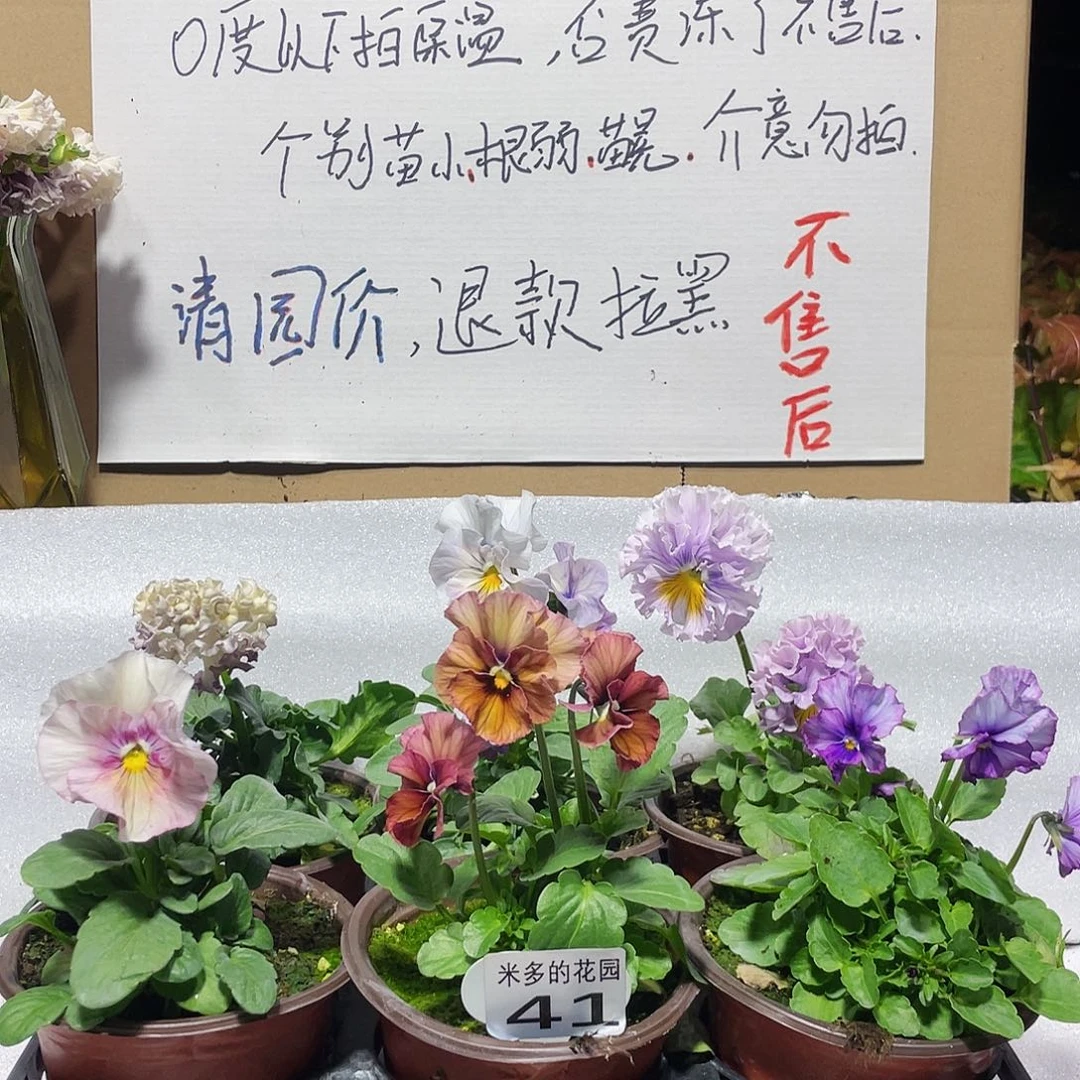 大部分花苞少量开放41