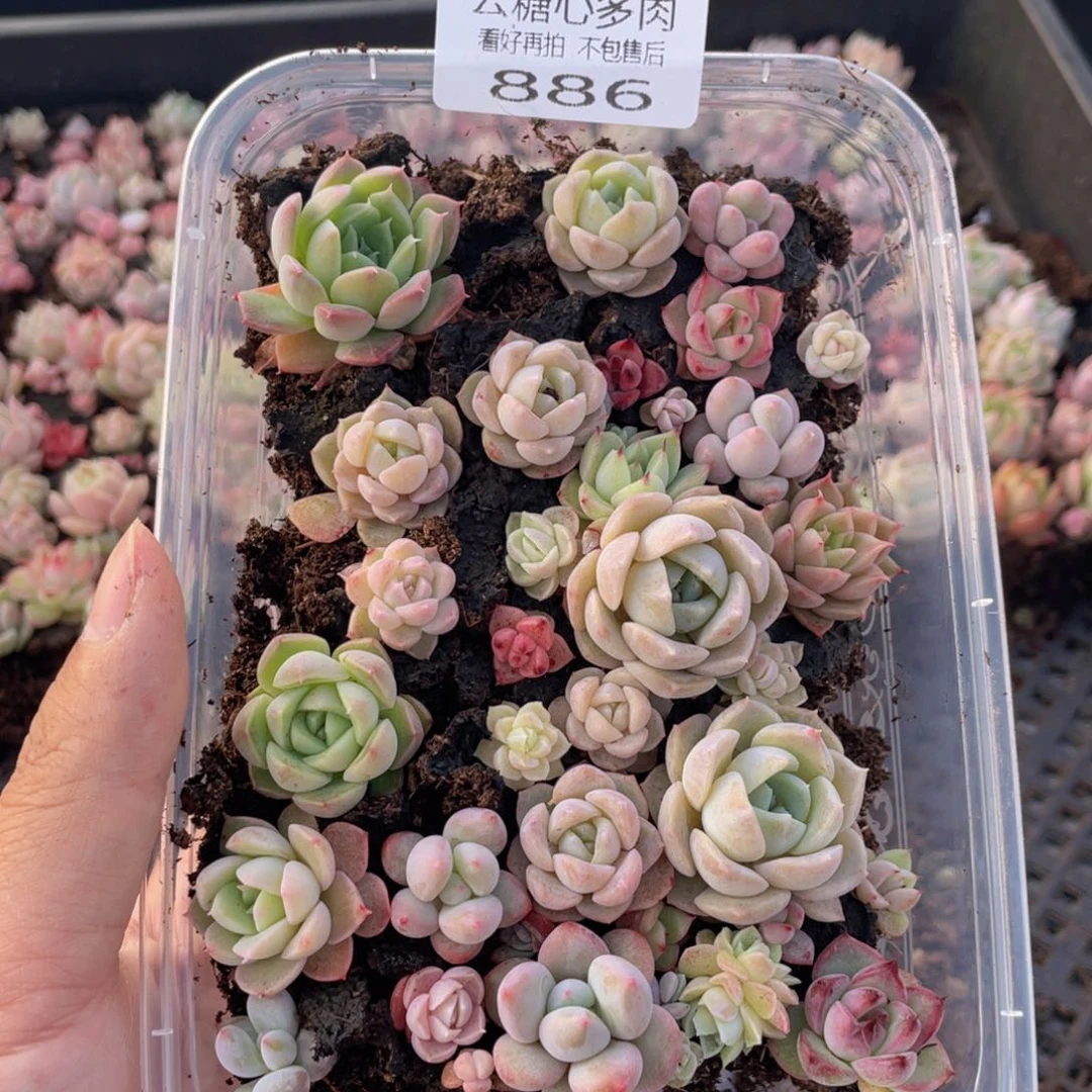 云糖心多肉植物886