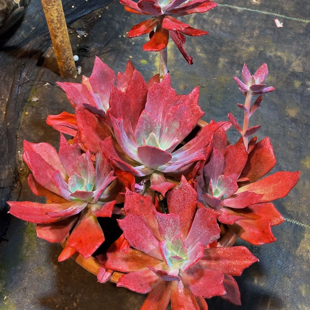 ****钻石锦多肉植物群