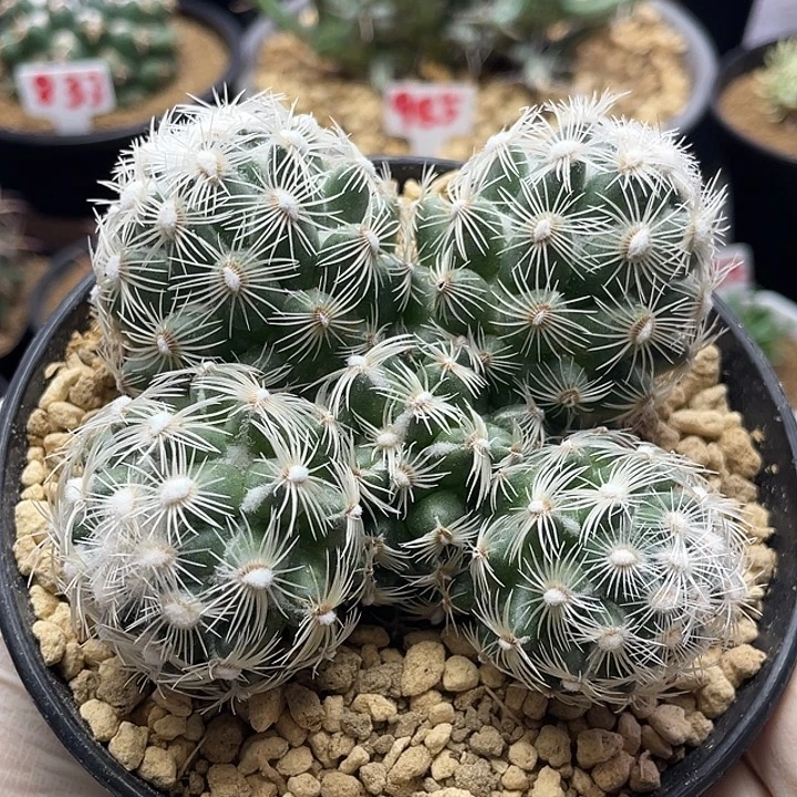 都锦群圆锥玉属仙人球