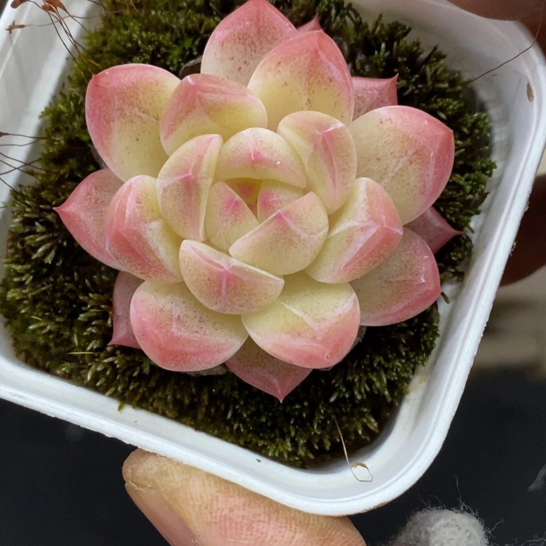 精品多肉一物一拍不包整62