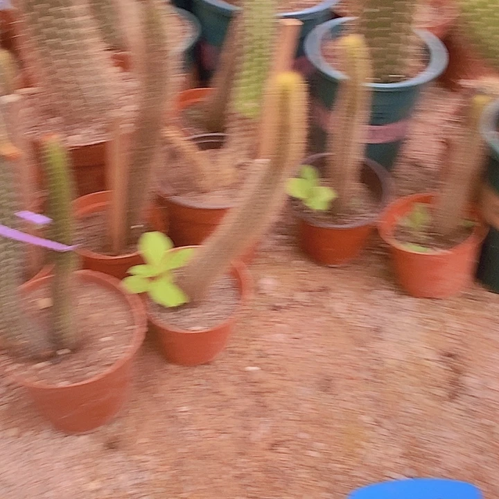 仙人掌曙光小球摘花脱土发货