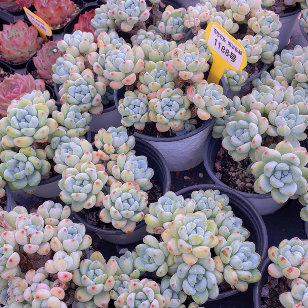 1188号 老桩劳尔罗琦多头群一个