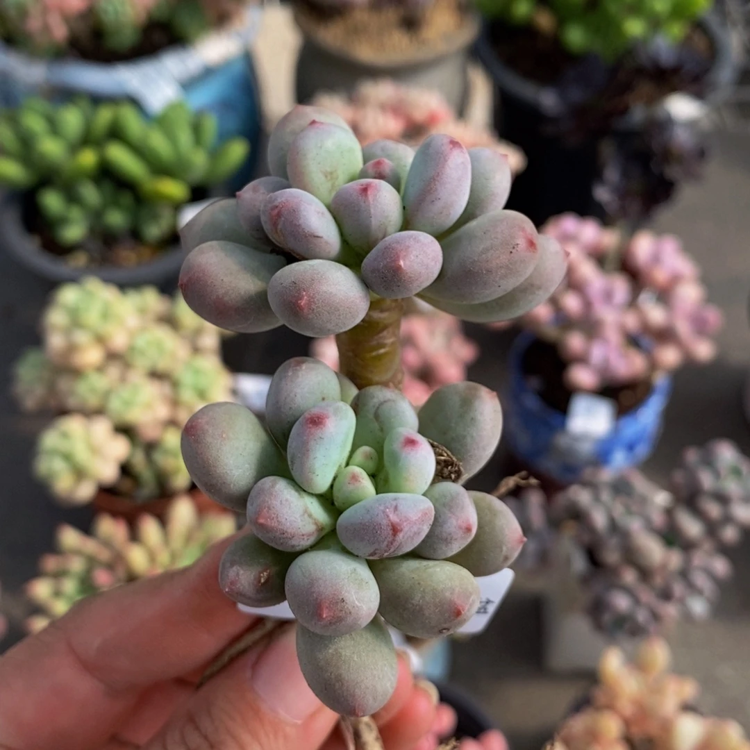 3267仙子奶酪5cm多肉