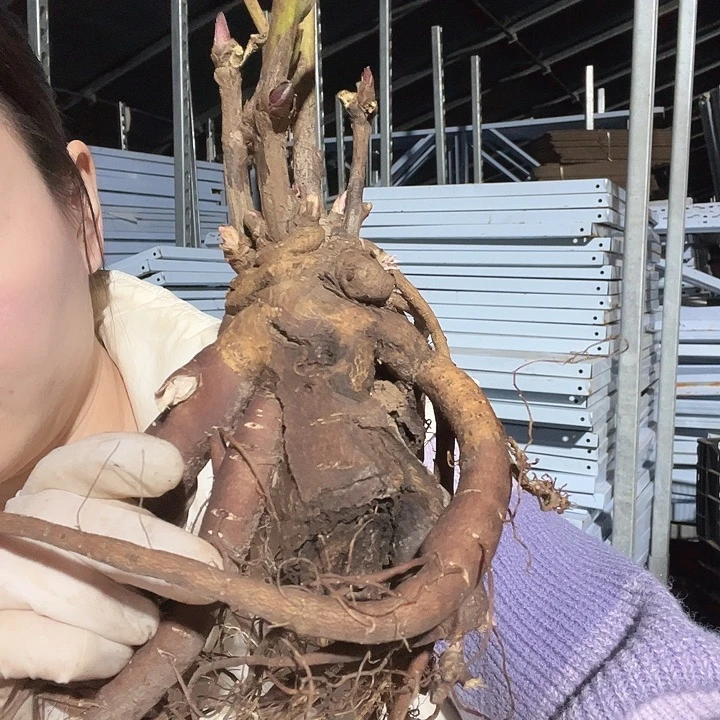 当前无花栽培后可以开花德芙