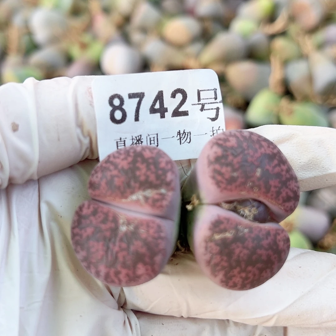 8742 好养易活生石花大母本特价