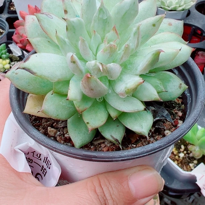 Tp锦多肉植物356多肉植物