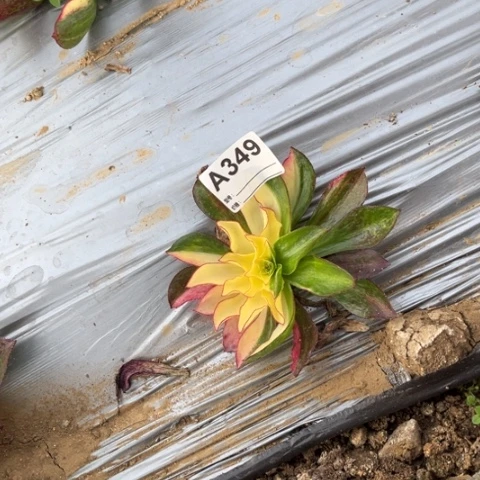 多肉植物魅影花脸