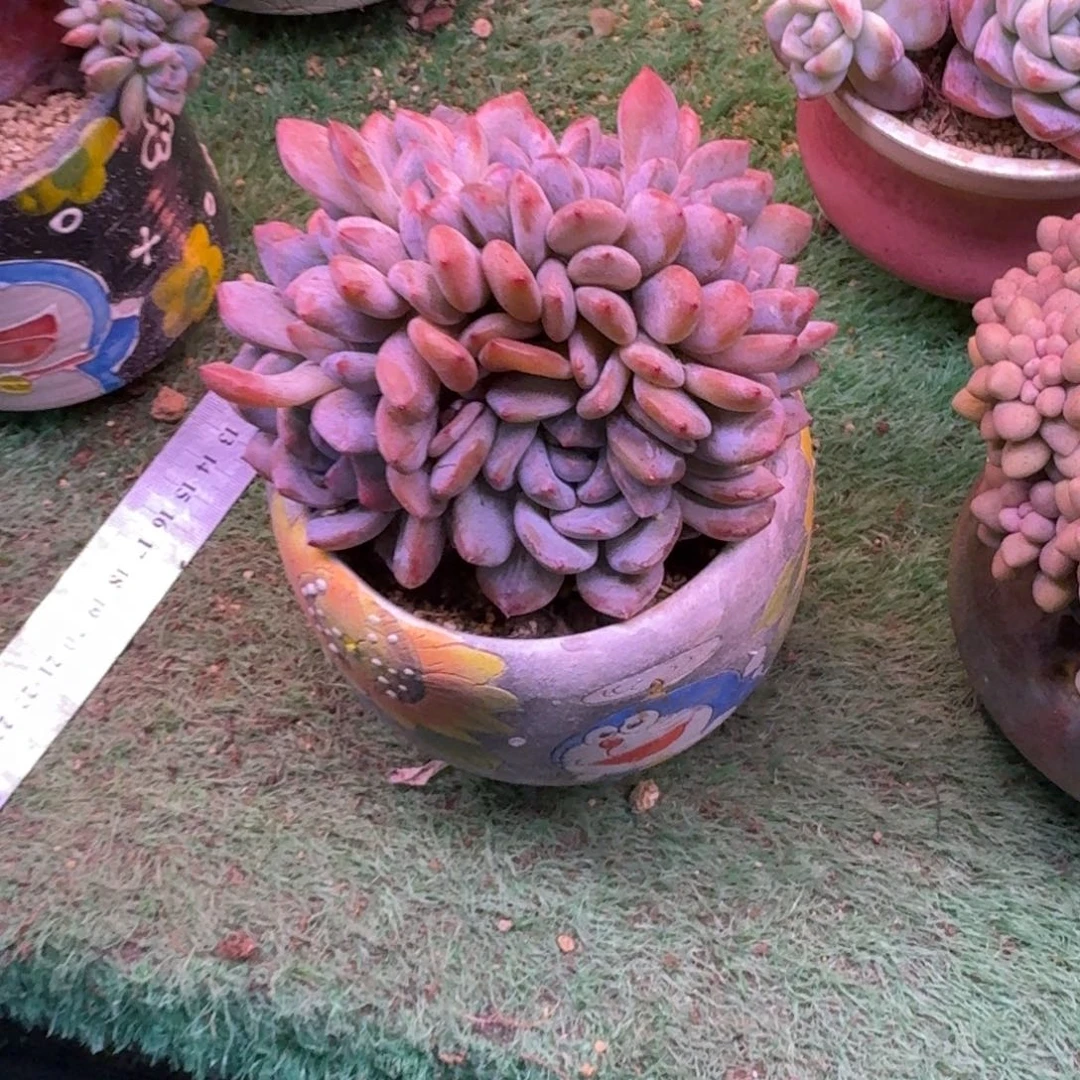 尘**瑰星影缀化无砍多肉