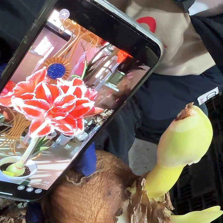 明亮妮芙直径7厘米带花苞，残次