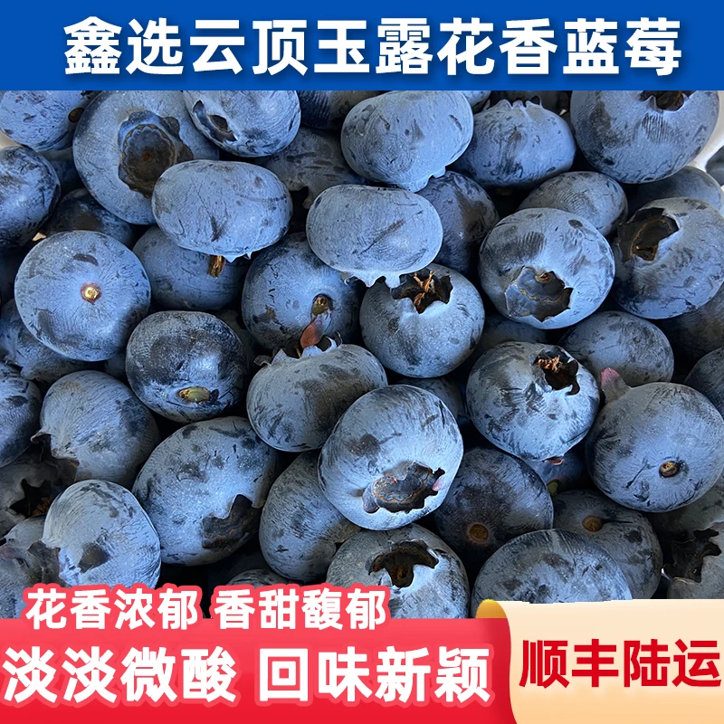 鑫选 云南云顶玉露花香蓝莓4-8盒花香浓郁香甜馥郁淡微酸顺丰陆运