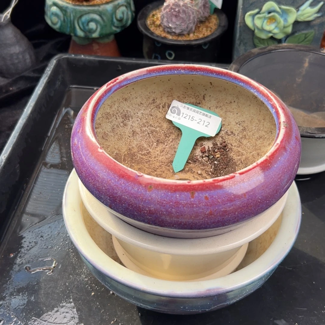 @***从前慢花园多肉编号1215-212三个盆