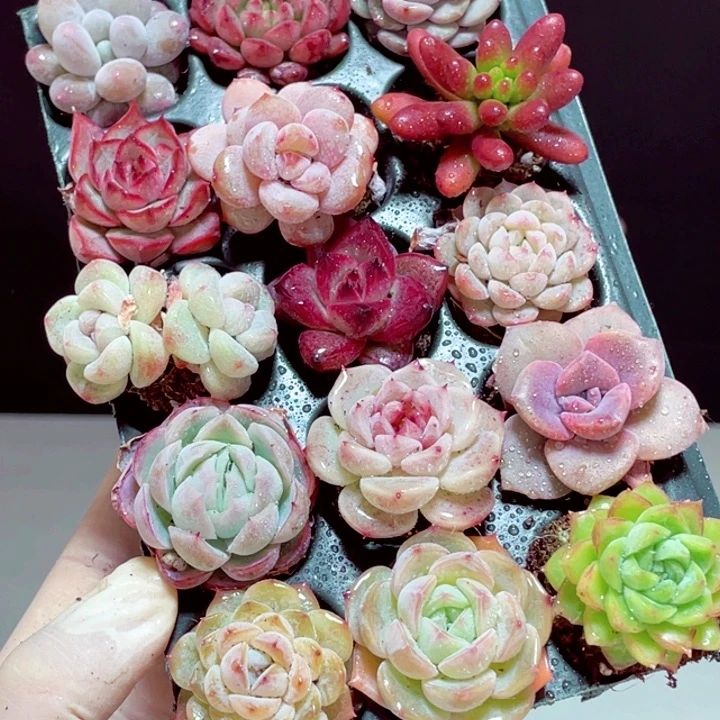 多肉套餐15颗带托盘发货2