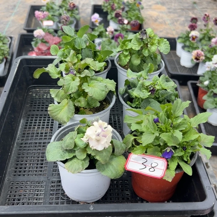 完全开放6盆角瑾38号无售后