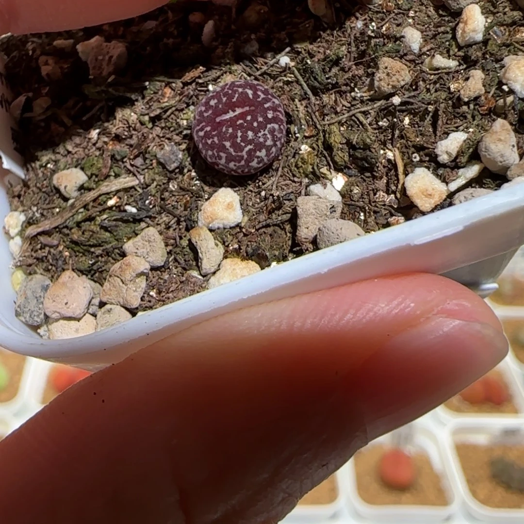 、***️肉锥多肉植物组合-341