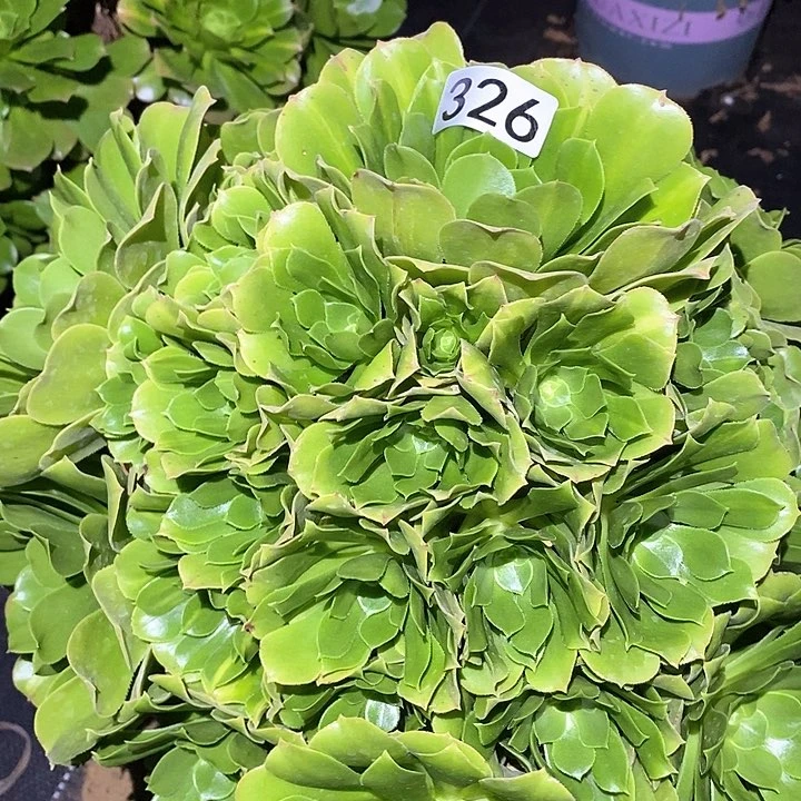 多肉植物法师326绿杨蓉