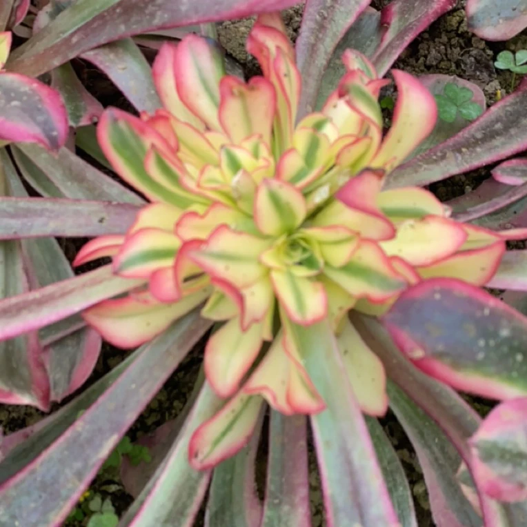 美杜莎 绣球 3颗起 发货 清棚 不包损 介意勿拍