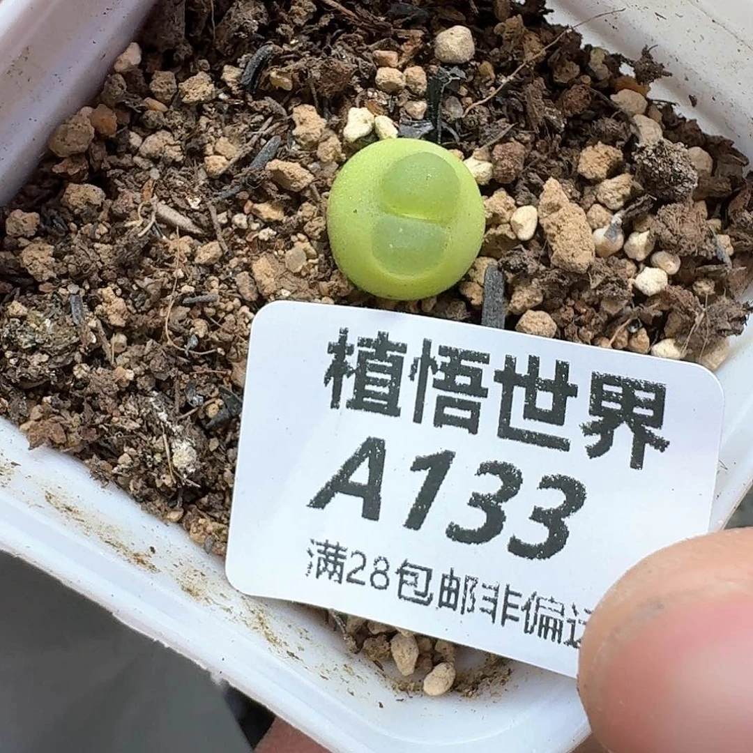 多肉植物的润泽额v