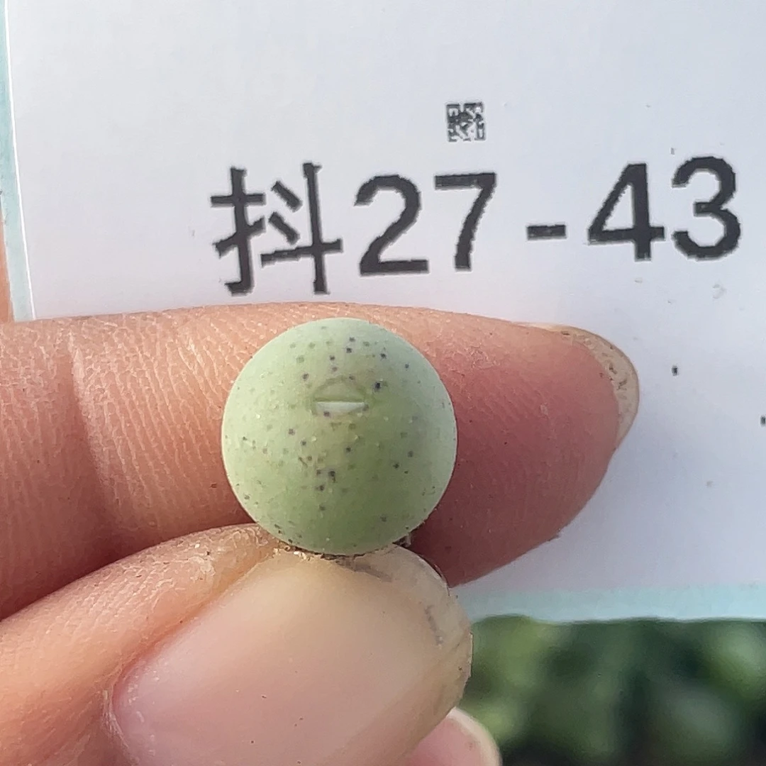 27-43鸭嘴兽苗肉锥
