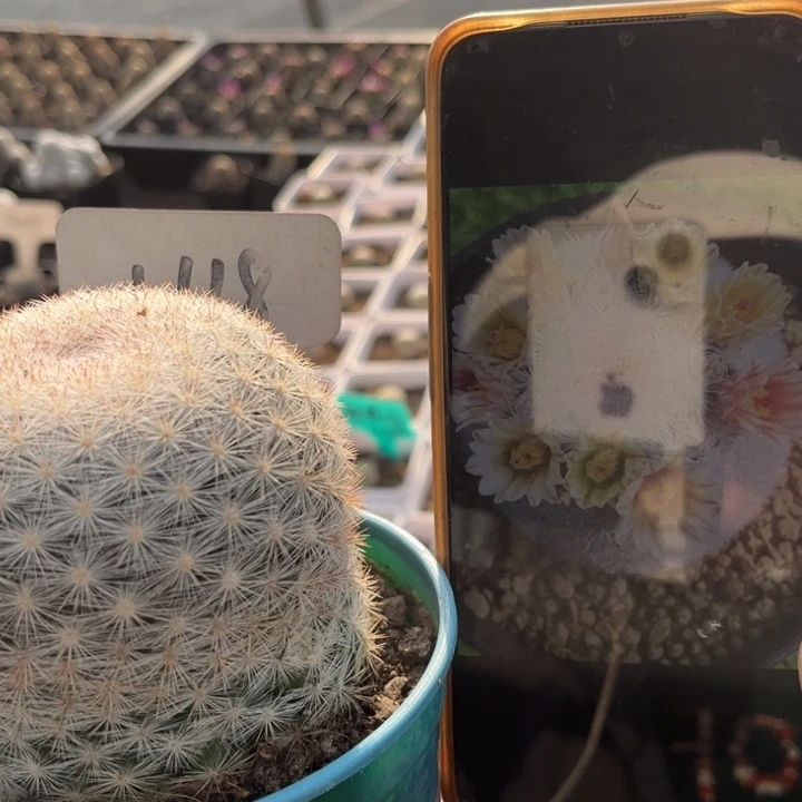 1118实生满月好养好养