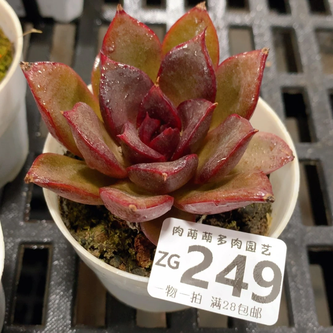 肉萌萌拇指盆精控多肉ZG249