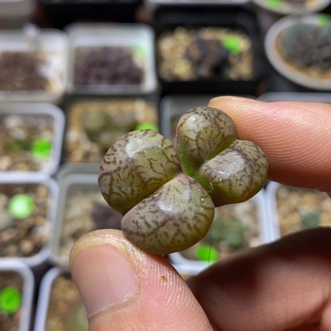 杂交漂亮多肉植物170