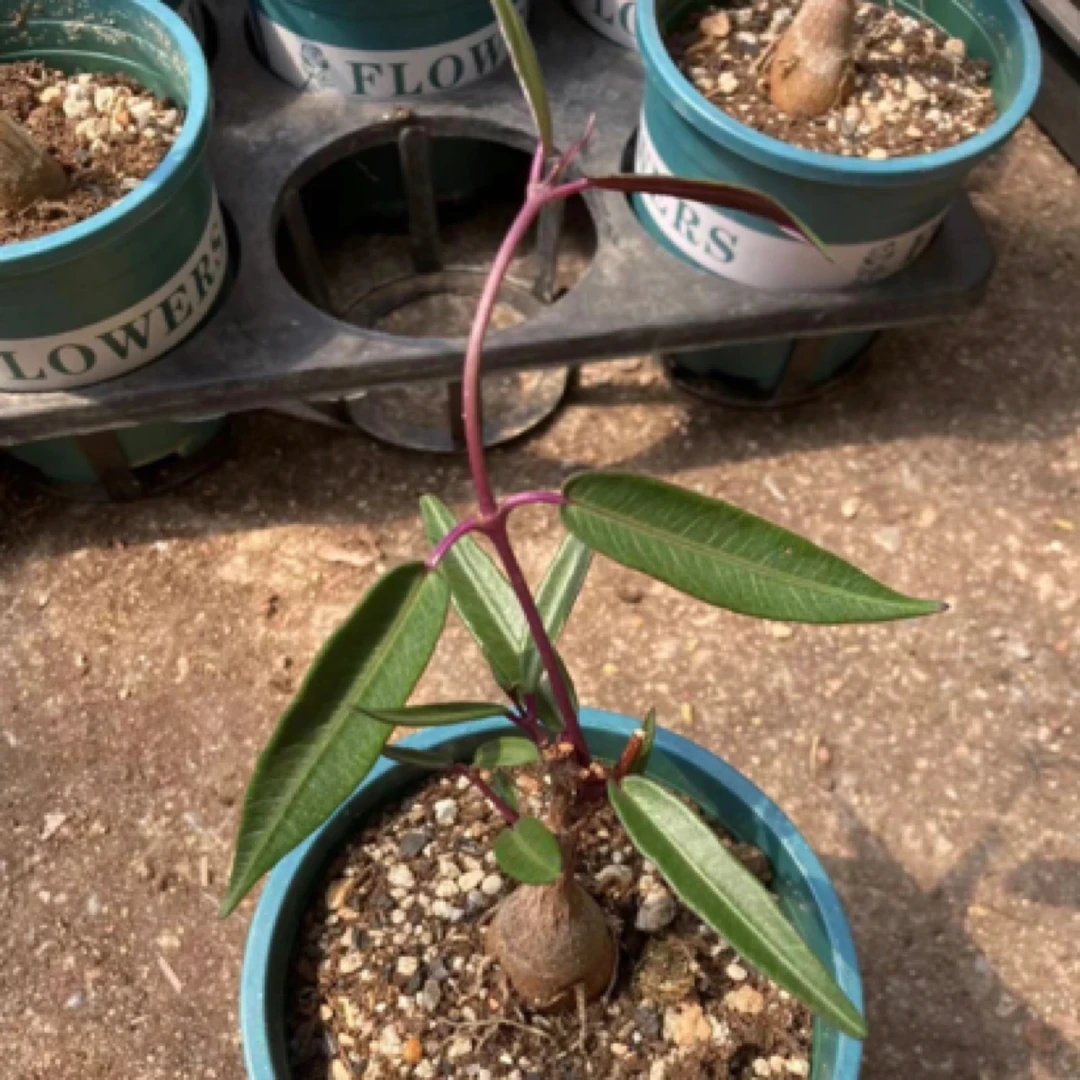 紫背魔罗块根多肉植物观赏绿植带盆发货