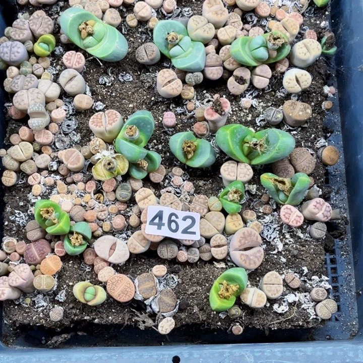 462 生石花一物一图如图带框