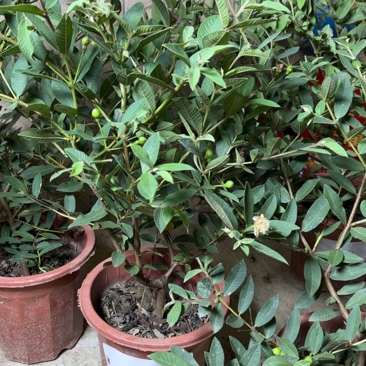 无花朵一物一拍  拍那颗发那颗