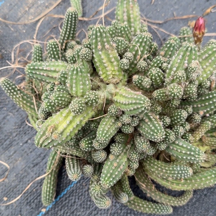 白檀仙人掌群生一群57