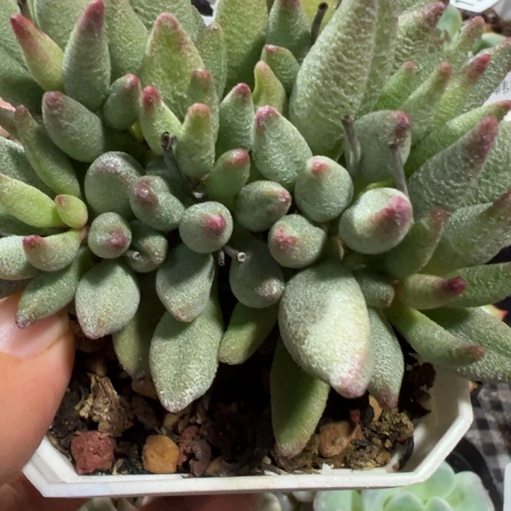 大红嘴水泡类多肉植物