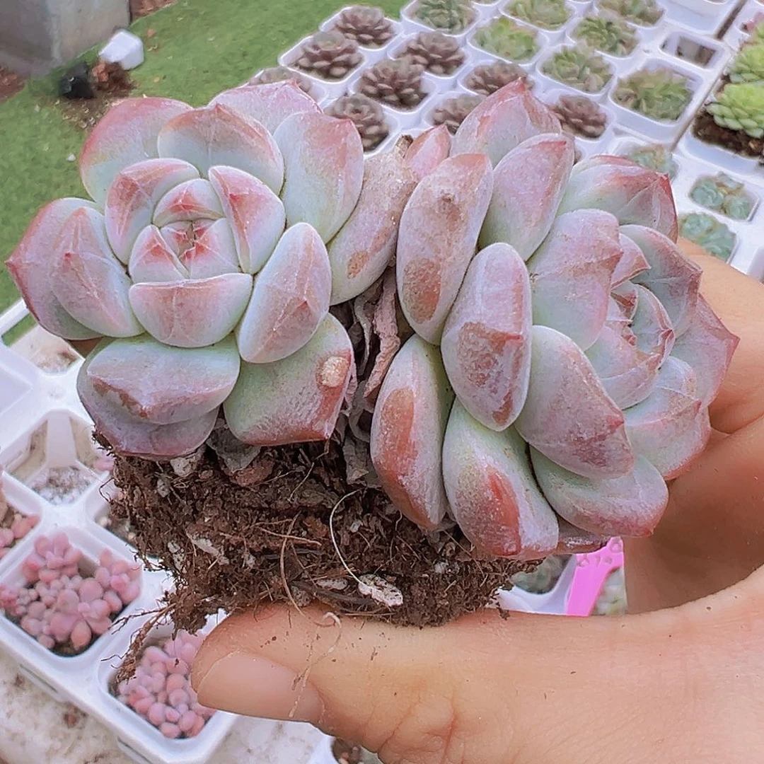 双头刚毅19包邮多肉