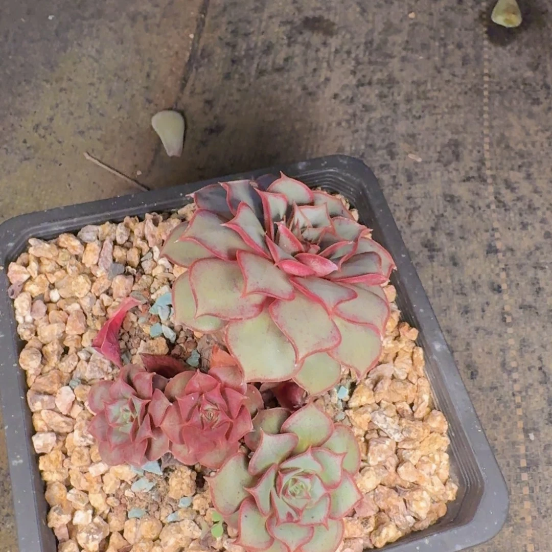 小***子多肉植物的生长发育
