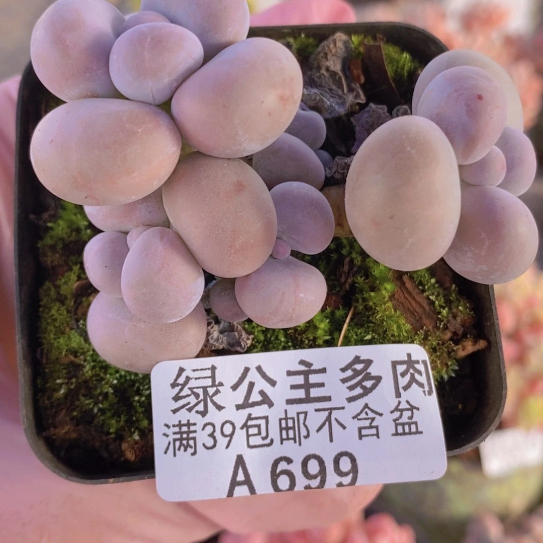 芭比奶洛6cm699多肉酱