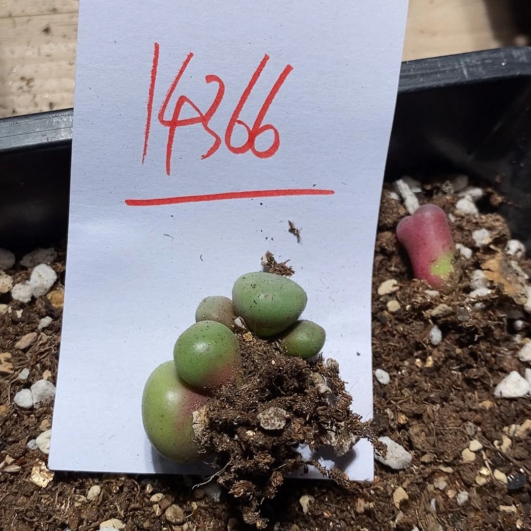 莫***白14366。    一组。