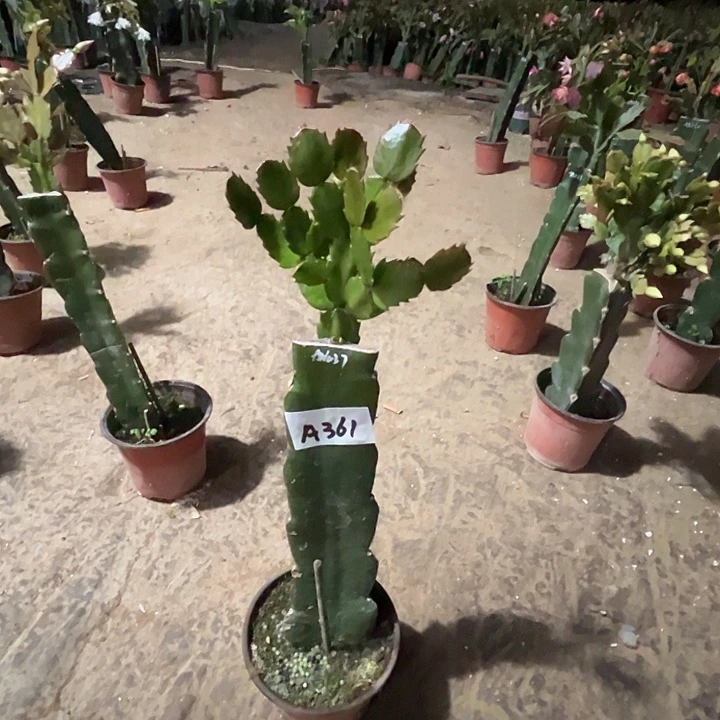 完全开放A361.AN037蟹爪兰