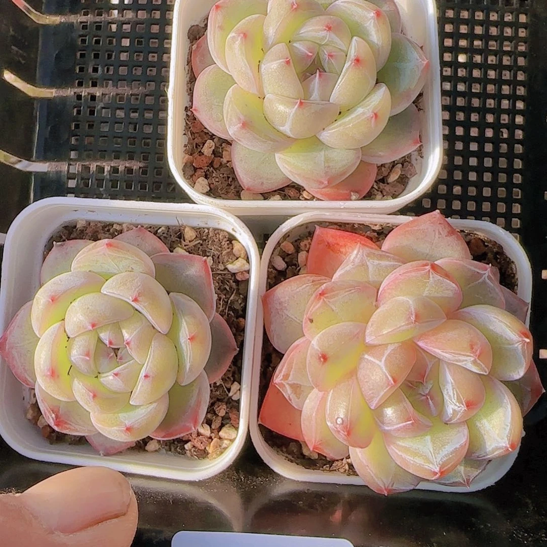 花时光精品多肉01