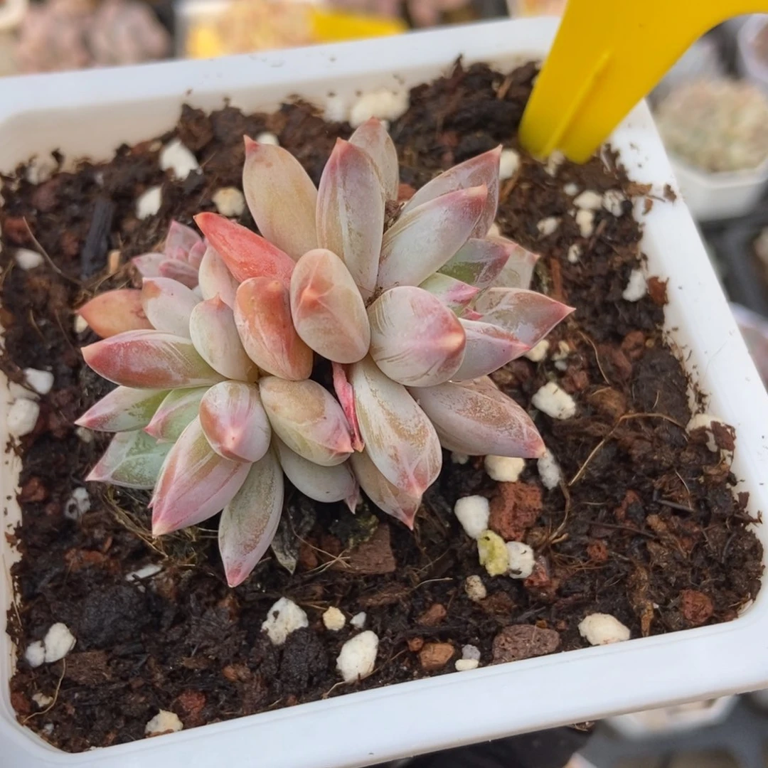 850伊丽莎白多肉植物