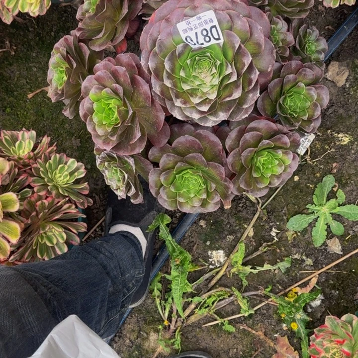 梅金花25-19包邮花花