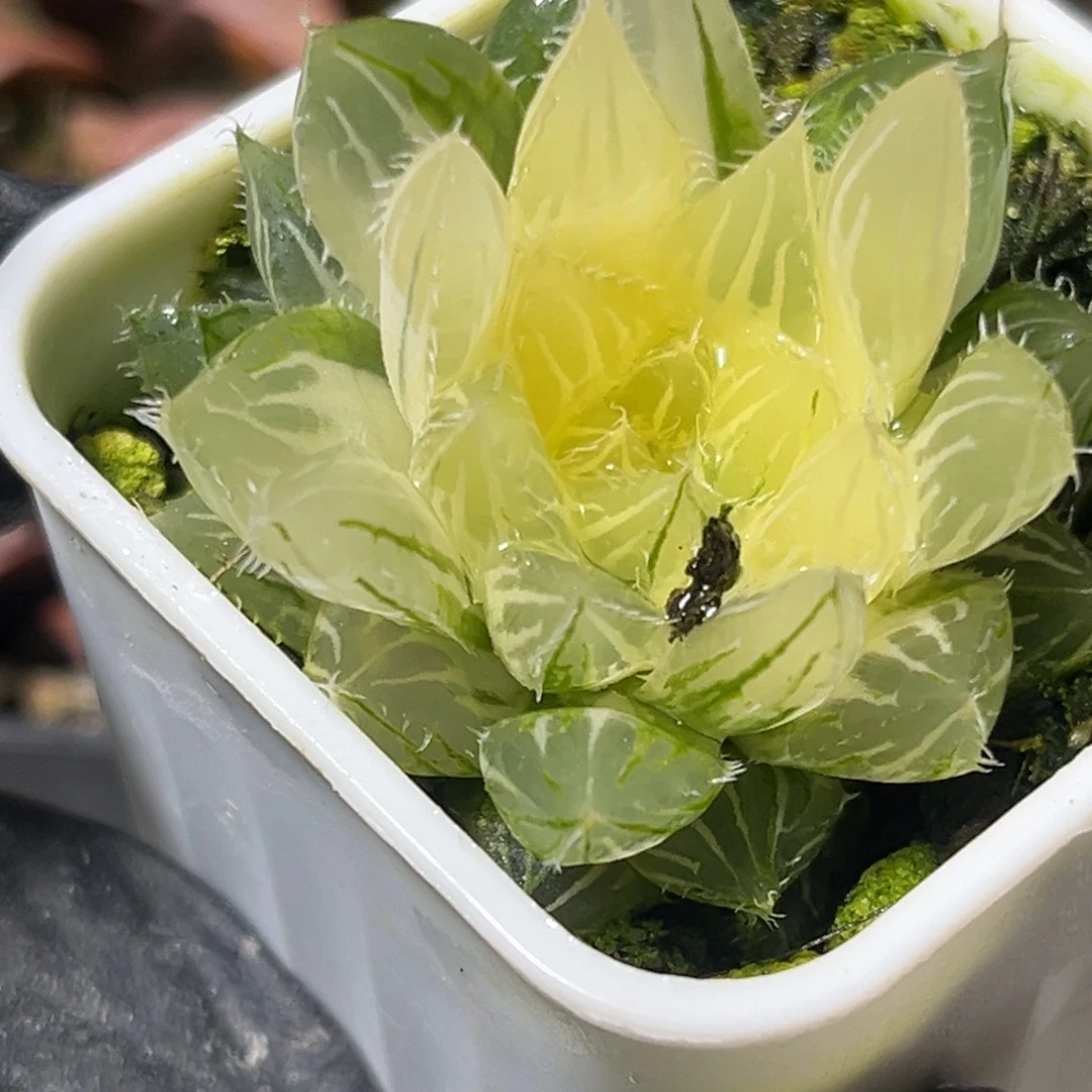 十二卷多肉植物1551大卫实生