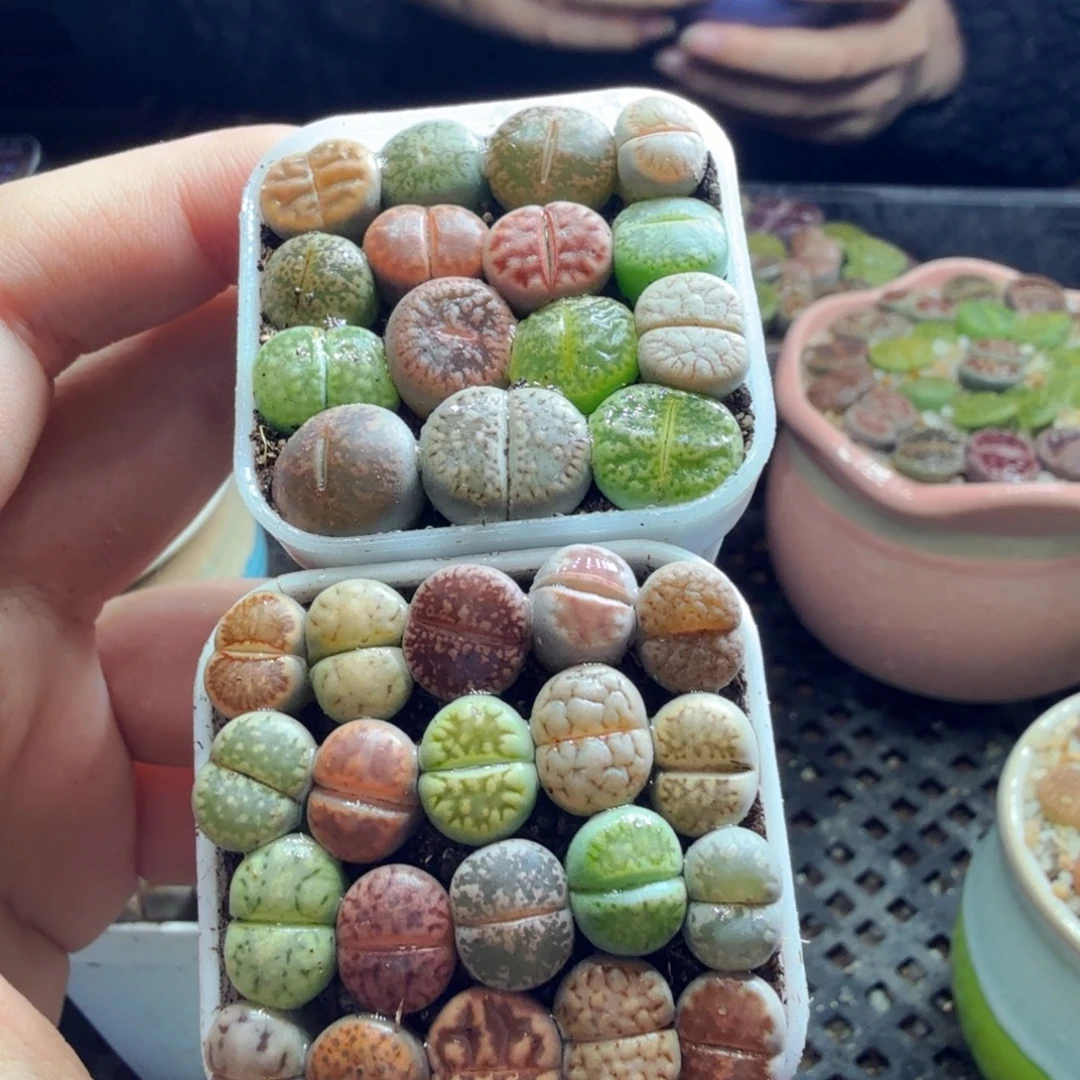 用***5多肉植物的生长发育和712