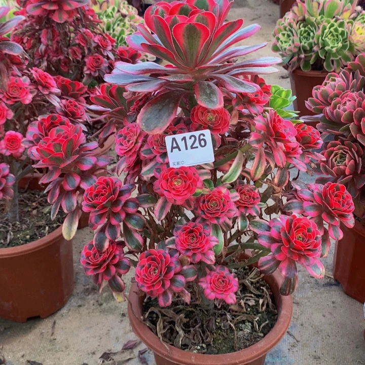 全部花朵化**?126粉体香奈儿