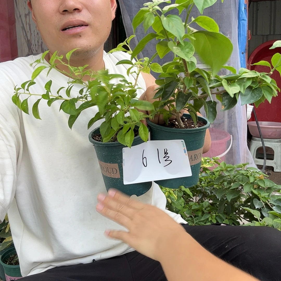 无花朵三角梅61号