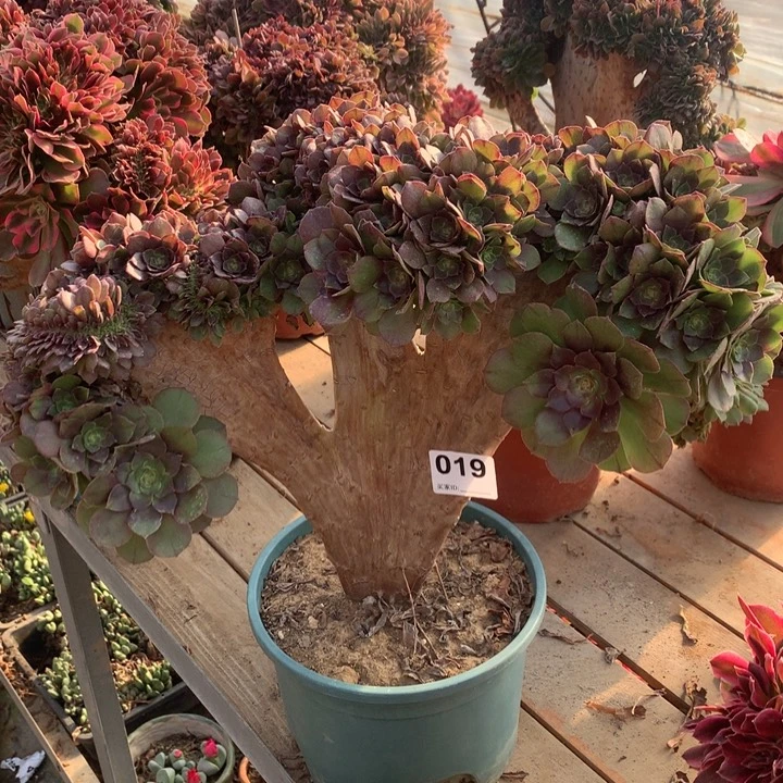 019万圣节朵朵缀多肉法师