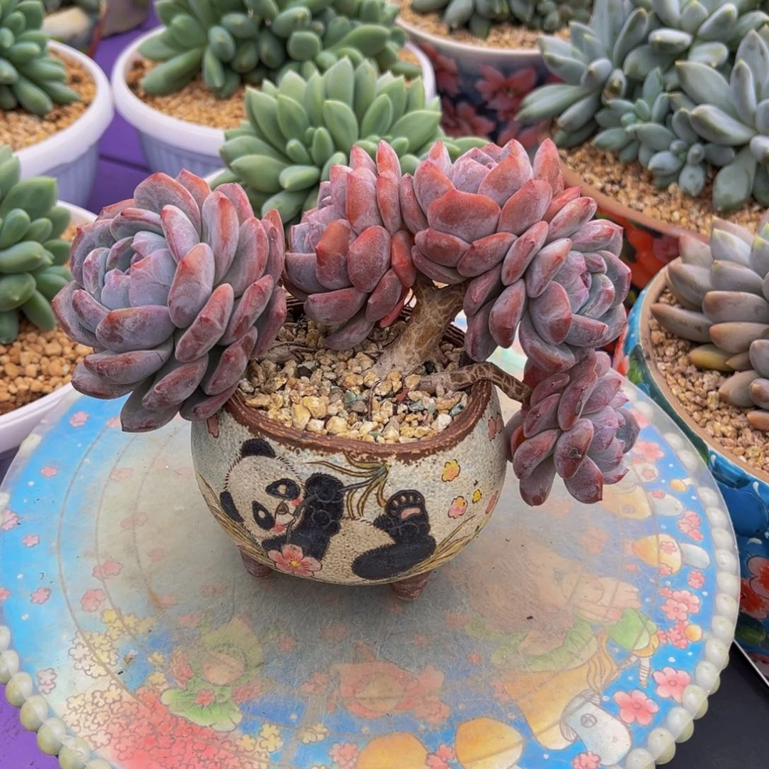 星影高桩一物一拍