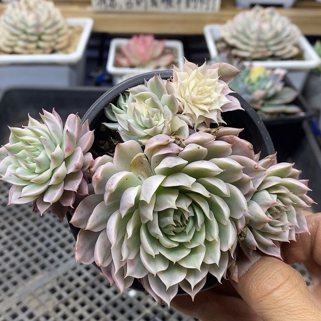 03122 玛格丽特锦自然群