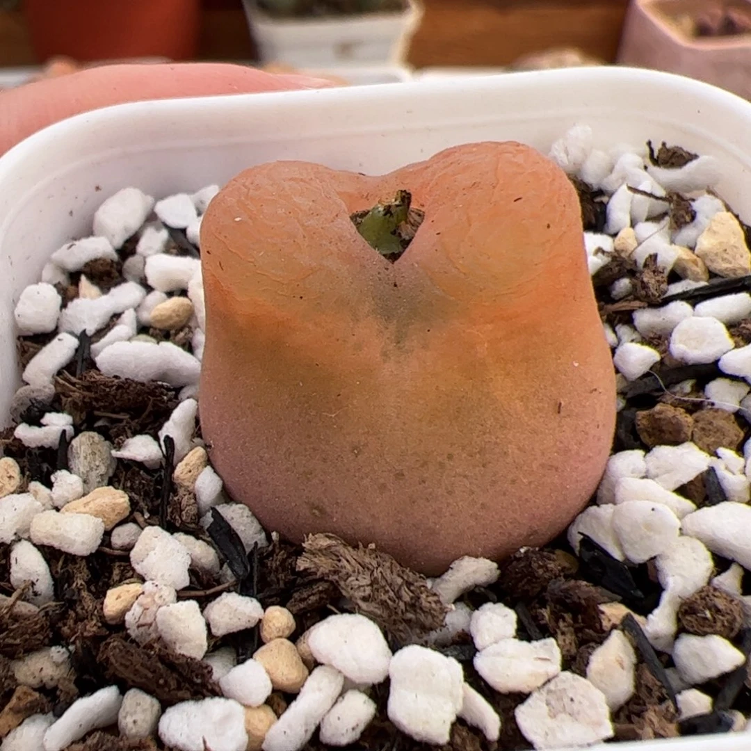 0669号毛 多肉植物