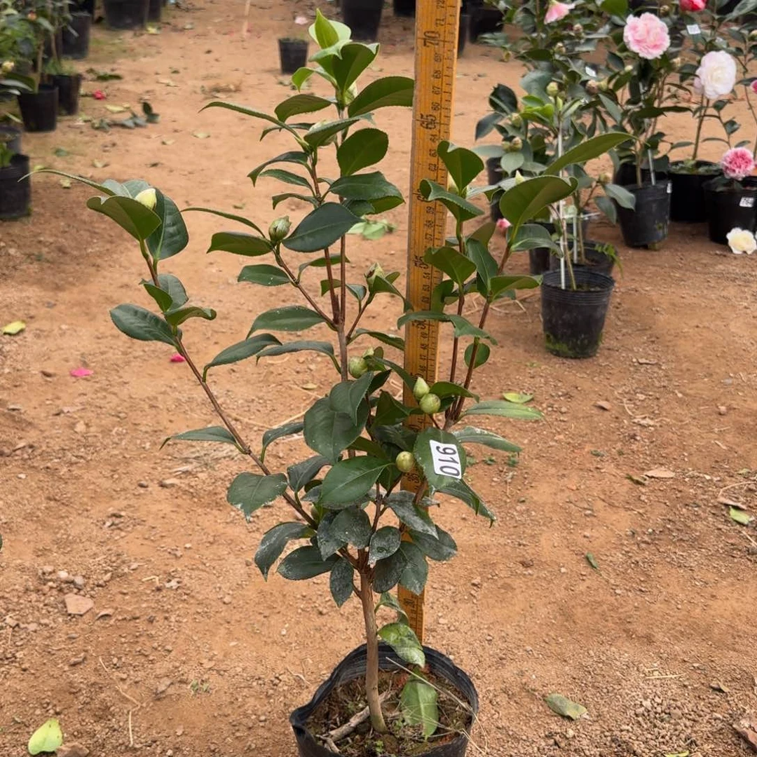 少量花朵（建议范围：2朵-5朵 或40%以下）910白瑞琪