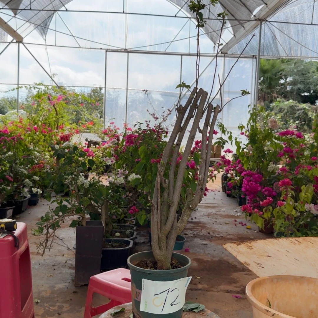 大部分花苞少量开放重瓣粉怡景72